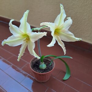 Hippeastrum anzaldoi 1 bulb.
