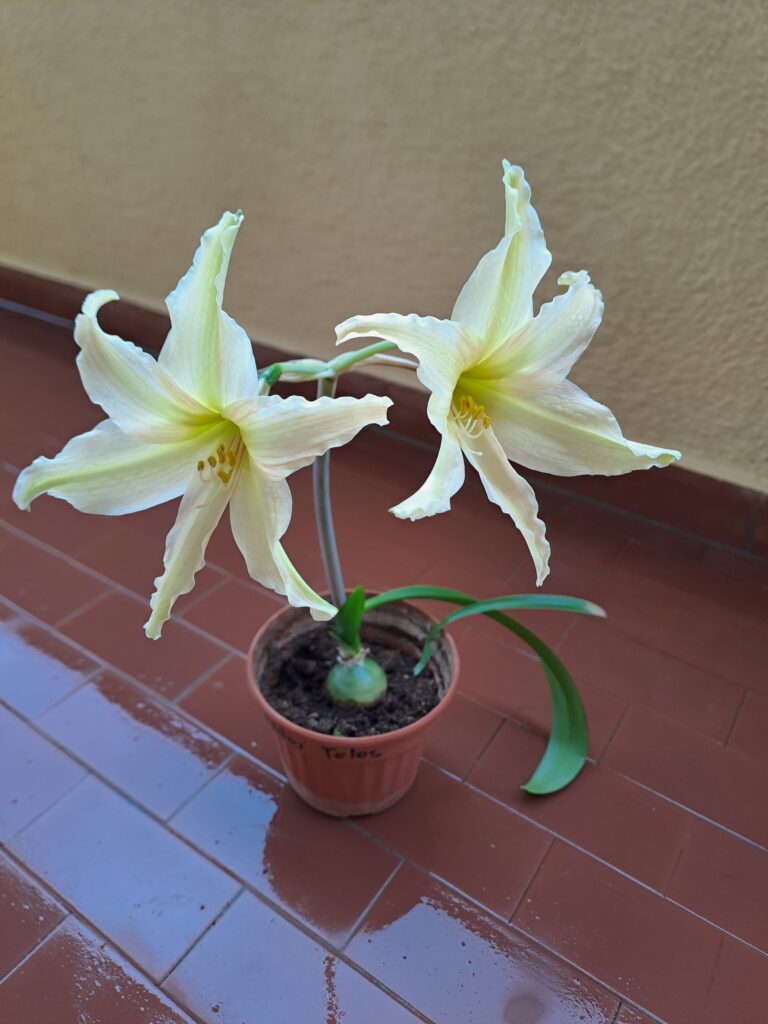 Hippeastrum anzaldoi 1 bulb.
