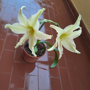 Alternative view of Hippeastrum anzaldoi 1 bulb.