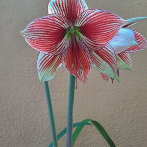Alternative view of Hippeastrum LPn1 - 1 bulb.
