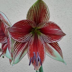 Hippeastrum LPn1 - 1 bulb.