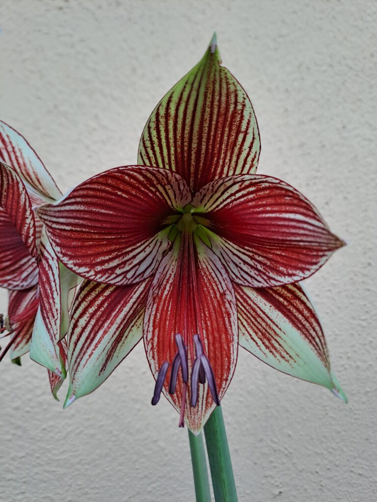 Hippeastrum LPn1 - 1 bulb.