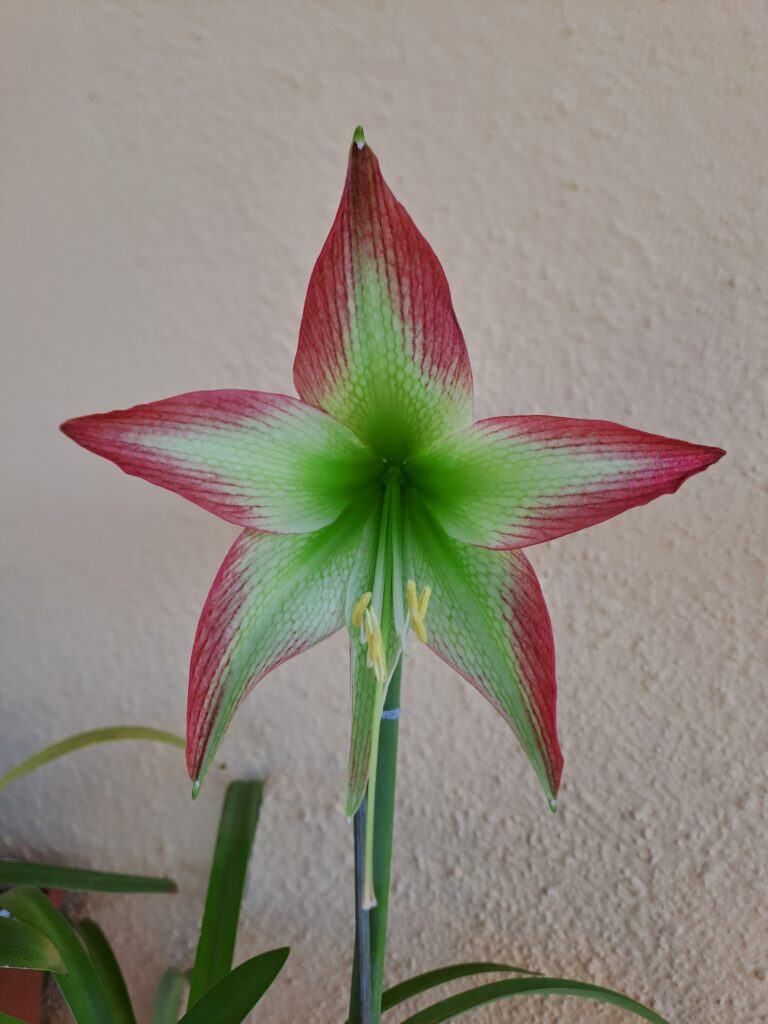 Hippeastrum ESTM N1- 1 Bulb.
