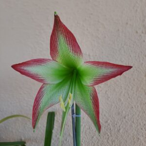 Alternative view of Hippeastrum ESTM N1- 1 Bulb.