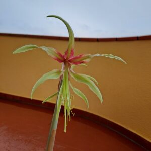 Alternative view of Hippeastrum Cybister hybrid ''C#1810'- 1 bulb.