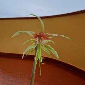 Hippeastrum Cybister hybrid ''C#1810'- 1 bulb.