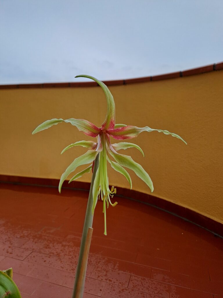 Hippeastrum Cybister hybrid ''C#1810'- 1 bulb.