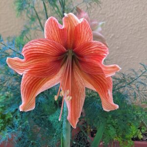 Hippeastrum Exotica x Papilio.