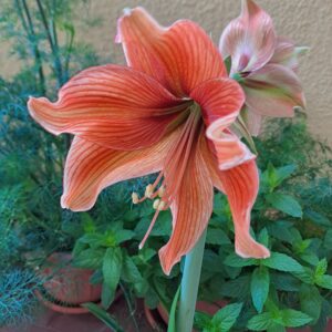 Alternative view of Hippeastrum Exotica x Papilio.