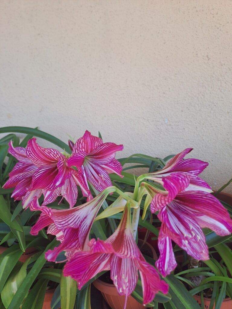 Hippeastrum LP n3. X ARL Variegated 5 seeds.