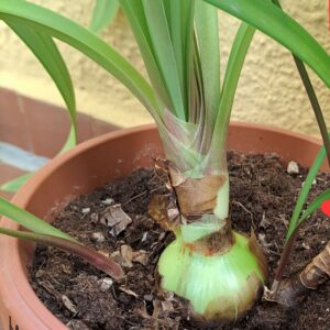 Hippeastrum Mariani-Savielloi, 1 bulb.