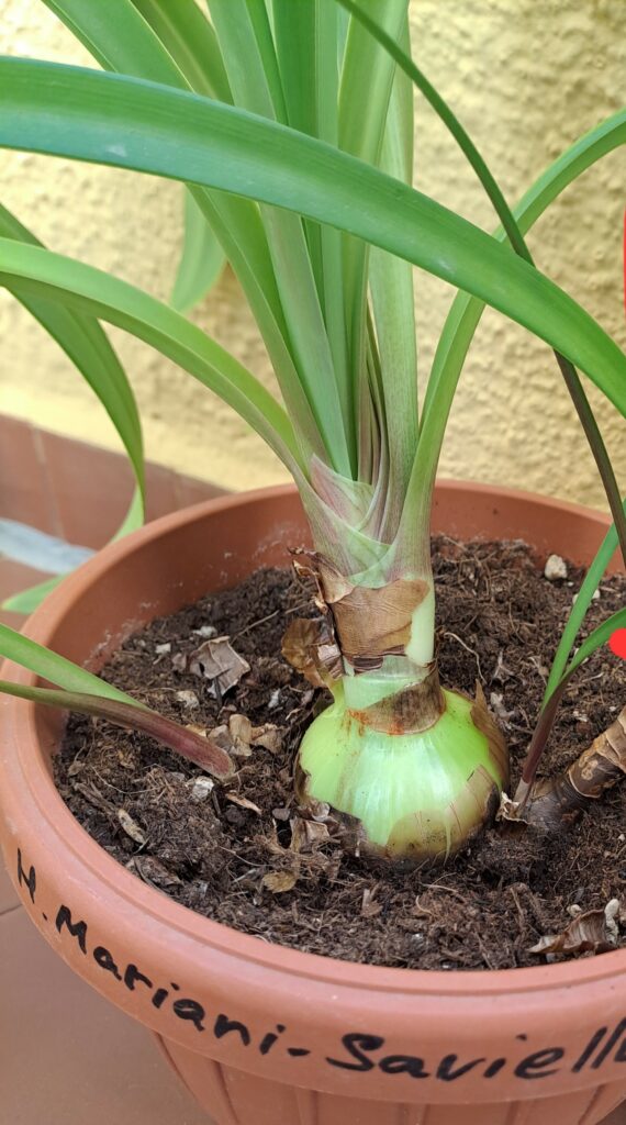 Hippeastrum Mariani-Savielloi, 1 bulb.
