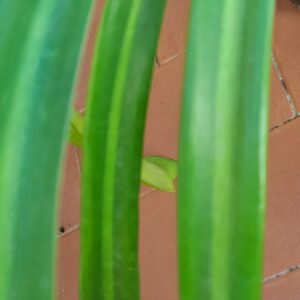 Alternative view of Hippeastrum LSARLn1 - 1 bulb. Variegated hybrid.