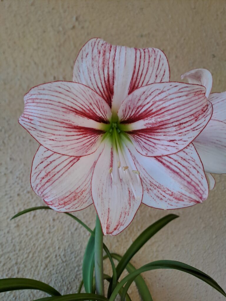 Hippeastrum LSARLn1 - 1 bulb. Variegated hybrid.