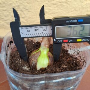 Alternative view of Hippeastrum correiense 1 bulb. ex. morelianum.