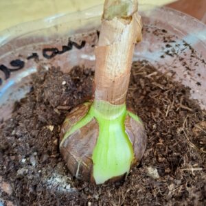 Hippeastrum correiense 1 bulb. ex. morelianum.