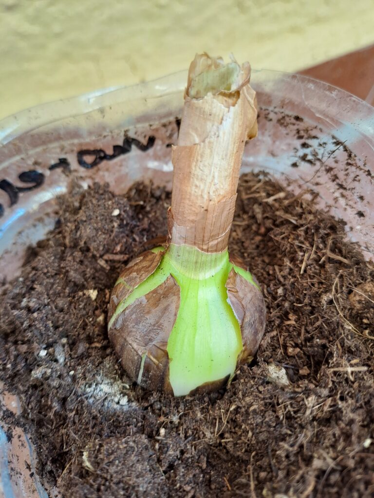 Hippeastrum correiense 1 bulb. ex. morelianum.