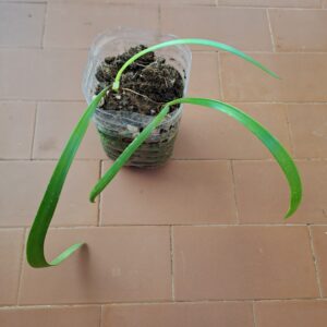 Hippeastrum blossfeldiae 'Guaeca' - 1 bulb.