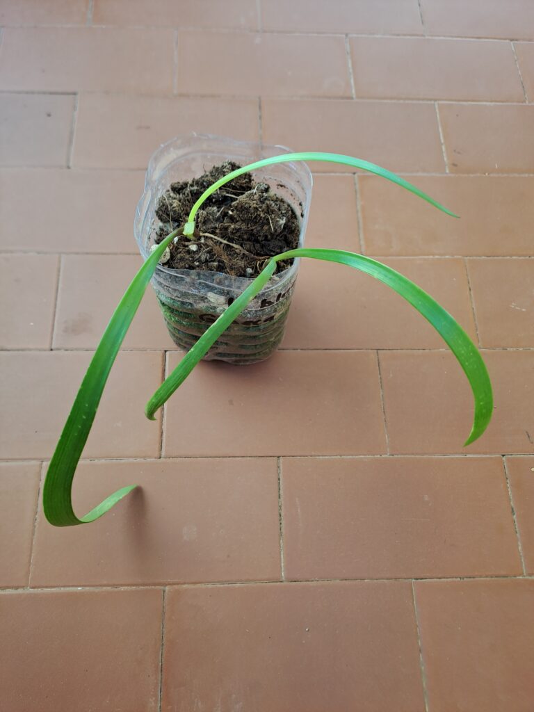 Hippeastrum blossfeldiae 'Guaeca' - 1 bulb.