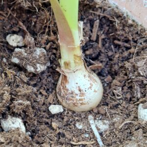 Alternative view of Hippeastrum blossfeldiae 'Guaeca' - 1 bulb.