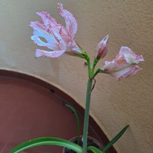 Hippeastrum  APLOVN1 reticulatum hybrid - 1 bulb.