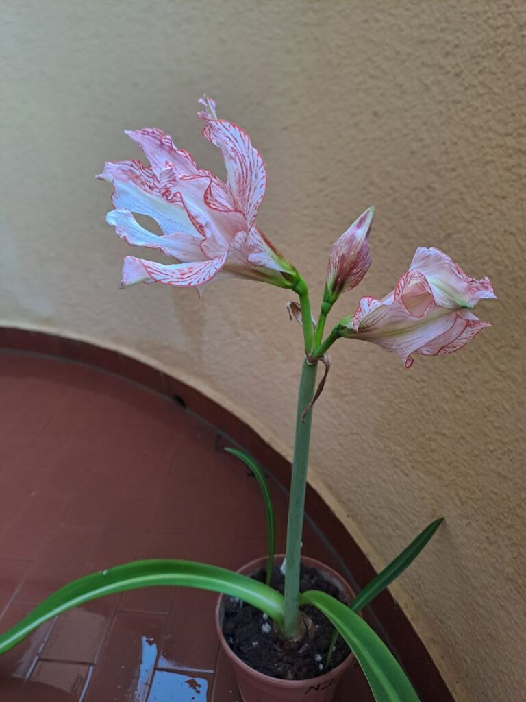Hippeastrum  APLOVN1 reticulatum hybrid - 1 bulb.