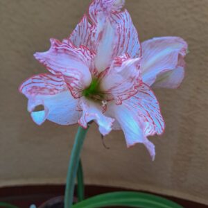 Alternative view of Hippeastrum  APLOVN1 reticulatum hybrid - 1 bulb.