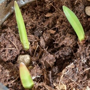 Hippeastrum rubropictum 1 bulb.