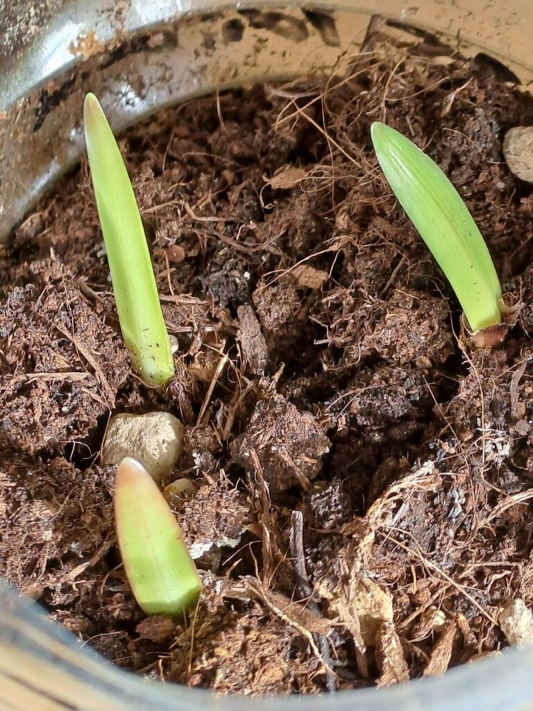 Hippeastrum rubropictum 1 bulb.
