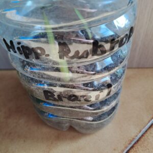 Alternative view of Hippeastrum rubropictum 1 bulb.