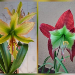 Hippeastrum Calyptratum Hybrid N3 X Mandonii - 10 seeds.