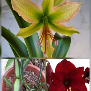 Hippeastrum Calyptratum Hybrid N3 X Sonatini Red/black variegated - 10 seeds.