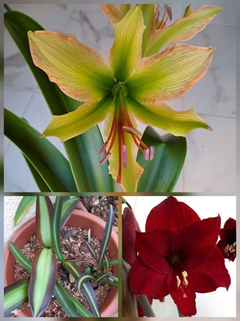 Hippeastrum Calyptratum Hybrid N3 X Sonatini Red/black variegated - 10 seeds.