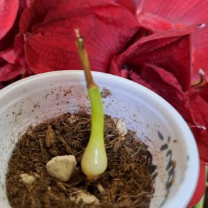 Alternative view of Hippeastrum Mariani-Savielloi, 1 bulb.