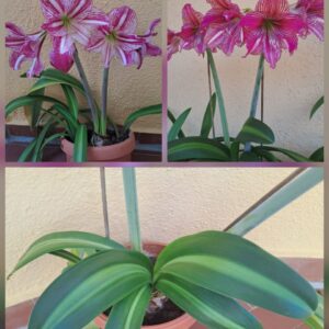 Hippeastrum Variegated APL x ARL Variegated - 5 seeds.