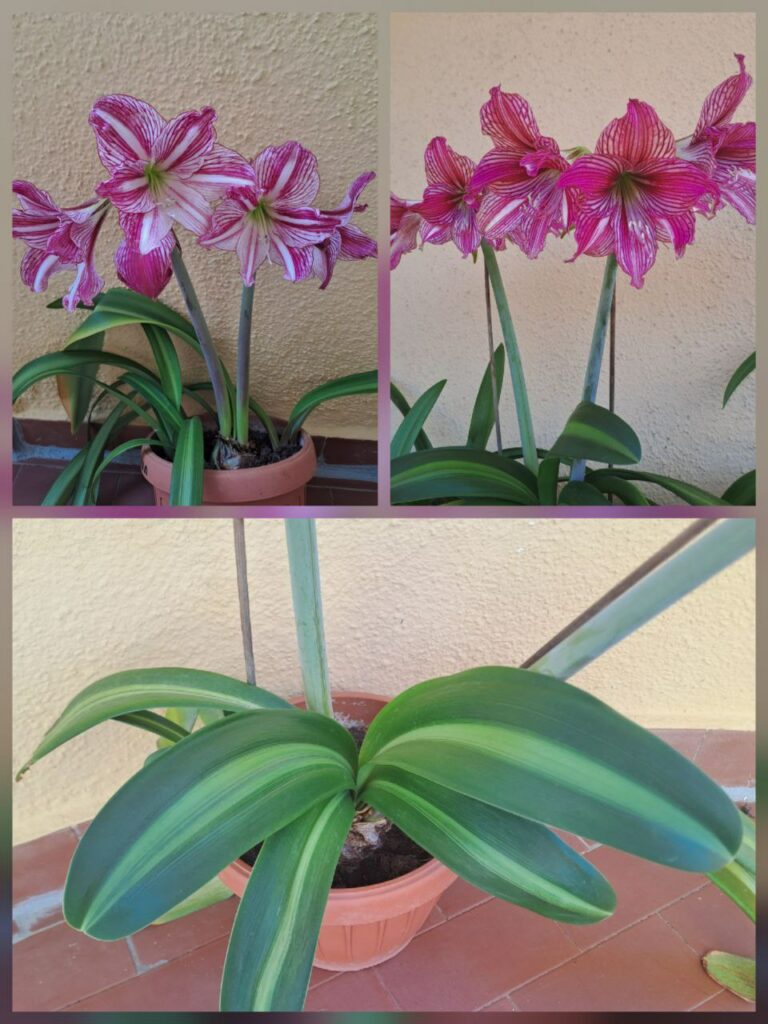 Hippeastrum Variegated APL x ARL Variegated - 5 seeds.