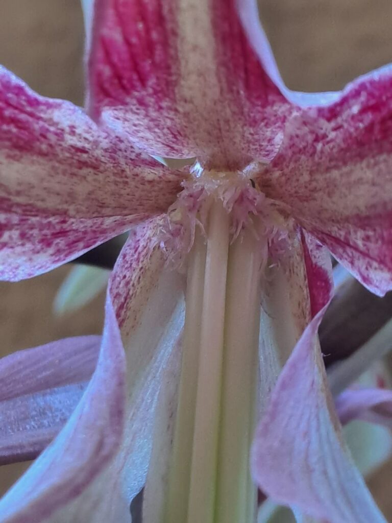 Hippeastrum C1810n1 - 1 bulb.