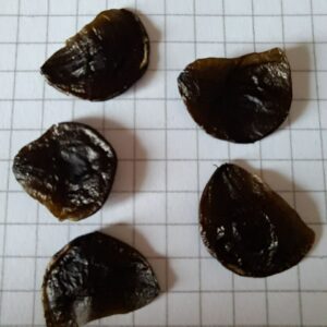 Hippeastrum parodii 5 seeds.