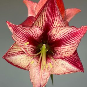 Hippeastrum Relevation x self - 1 bulb.