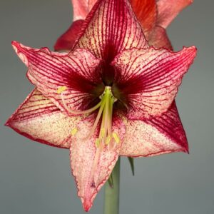 Hippeastrum Relevation x self - 10 seeds.