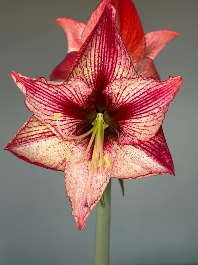 Hippeastrum  Relevation x self - 10 seeds.