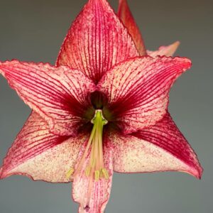 Alternative view of Hippeastrum  Relevation x self - 10 seeds.