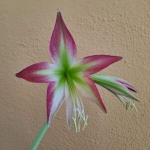 Hippeastrum ESTM N1- 1 Bulb.