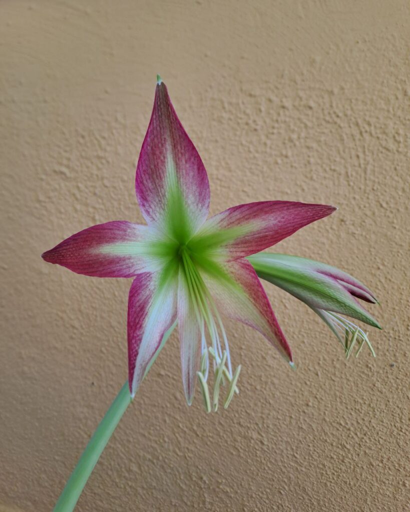Hippeastrum ESTM N1- 1 Bulb.
