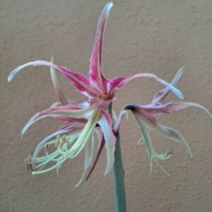 Alternative view of Hippeastrum C1810n1 - 1 bulb.