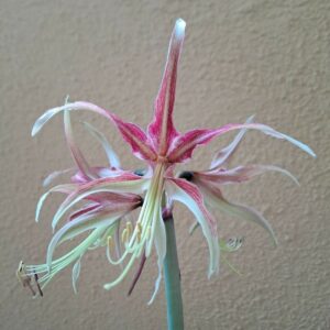 Hippeastrum C1810n1 - 1 bulb.