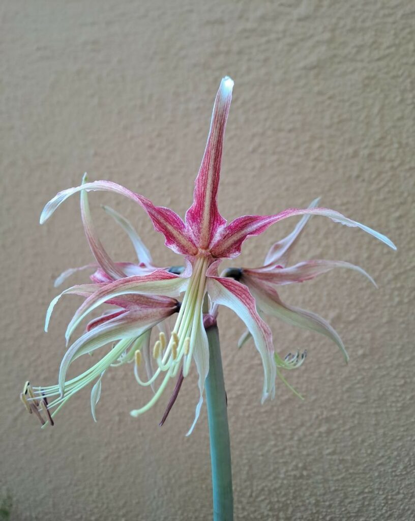 Hippeastrum C1810n1 - 1 bulb.