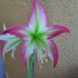 Hippeastrum ESTM N1- 1 Bulb.