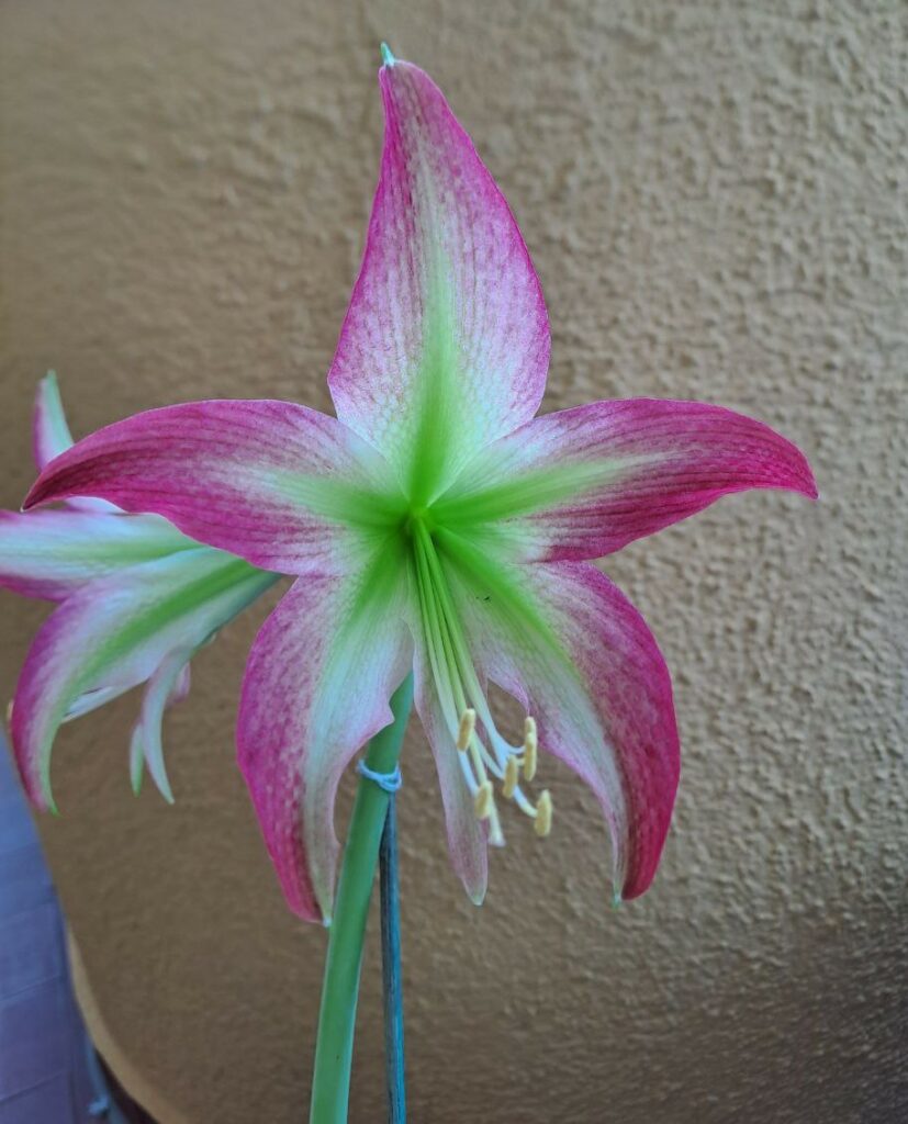 Hippeastrum ESTM N1- 1 Bulb.