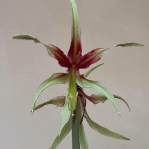 Alternative view of Hippeastrum Cybister hybrid ''C#1810'- 1 bulb.